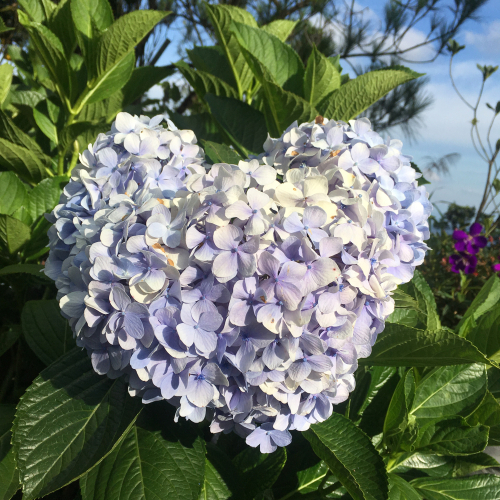 最高の壁紙 ハート の 紫陽花 待ち受け 美しい花の画像