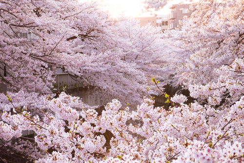 桜　公園